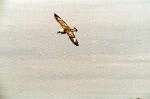 Fulmar, Northern, St George Alaska 06-1996 B06P47I02